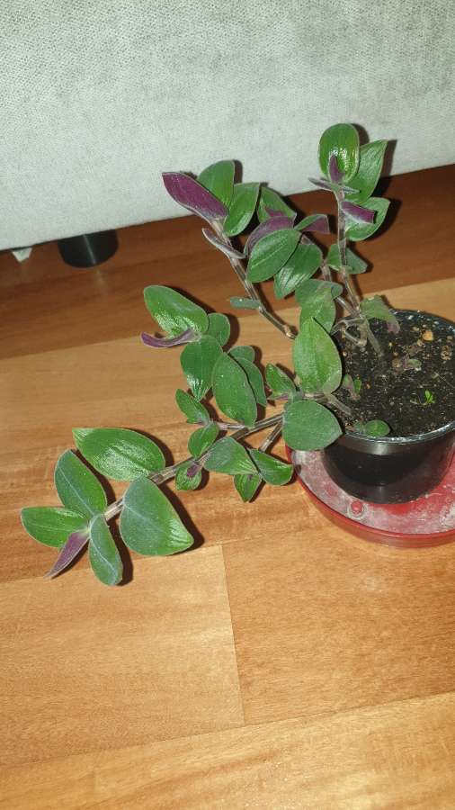  Trzykrotka, fioletowa od dołu  3
