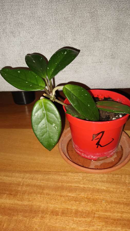 Hoya, hoja nr 2 2