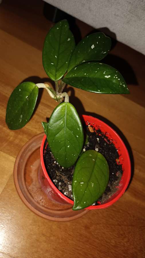 Hoya, hoja nr 2 4