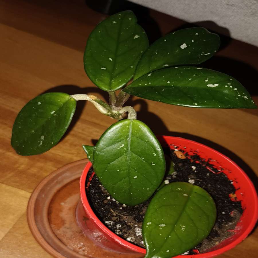 Hoya, hoja nr 2