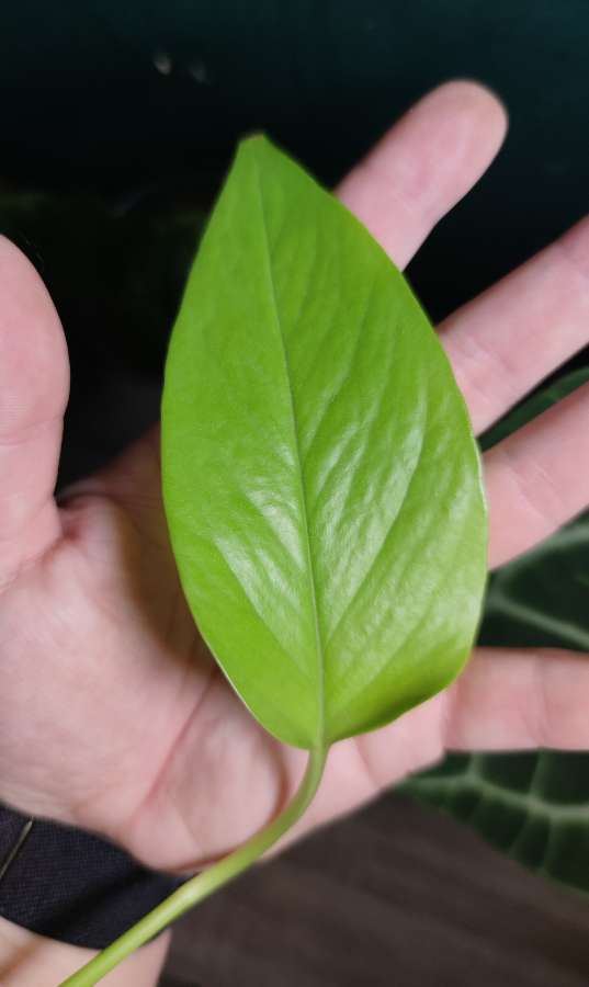 Epipremnum aureum 'Neon' 3