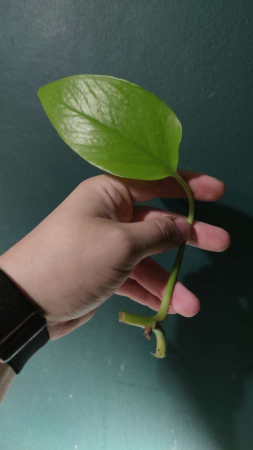 Epipremnum aureum 'Neon' 2