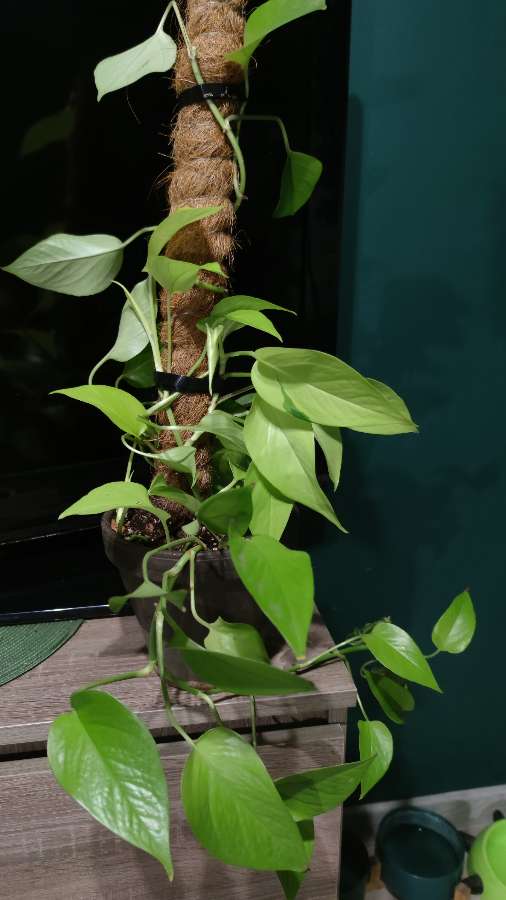 Epipremnum aureum 'Neon' 4