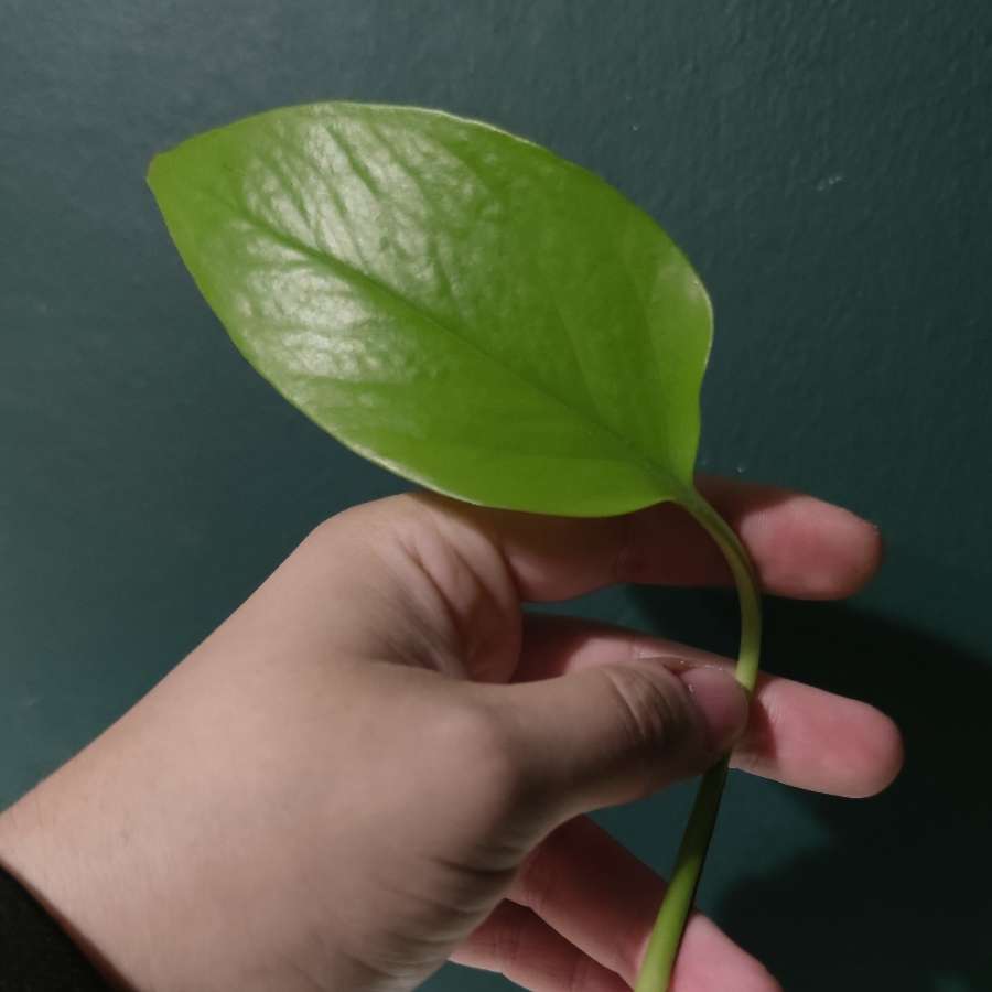 Epipremnum aureum 'Neon'