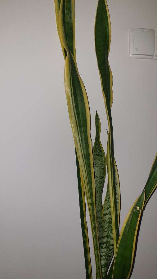 Sansewieria, sansa, wężownica, duża wysokość 130cm 4