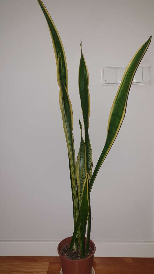 Sansewieria, sansa, wężownica, duża wysokość 130cm 2