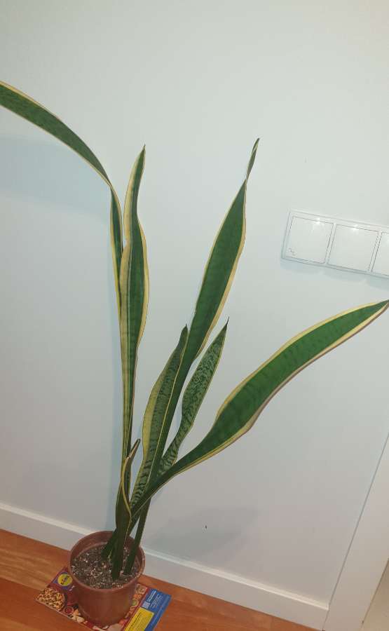 Sansewieria, sansa, wężownica, duża wysokość 130cm 4