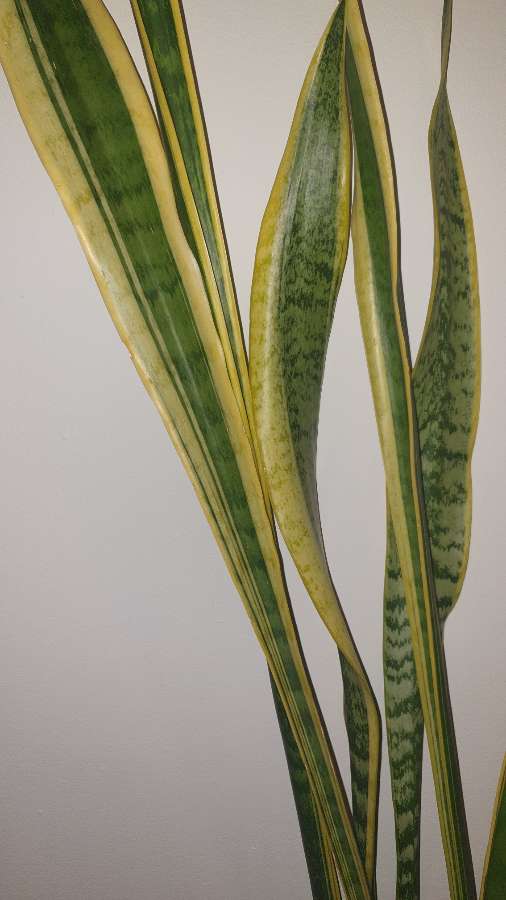 Sansewieria, sansa, wężownica, duża wysokość 130cm 5
