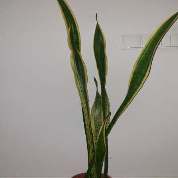 Sansewieria, sansa, wężownica, duża wysokość 130cm