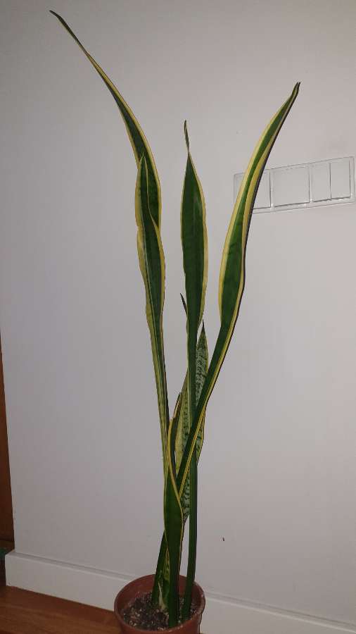 Sansewieria, sansa, wężownica, duża wysokość 130cm 3