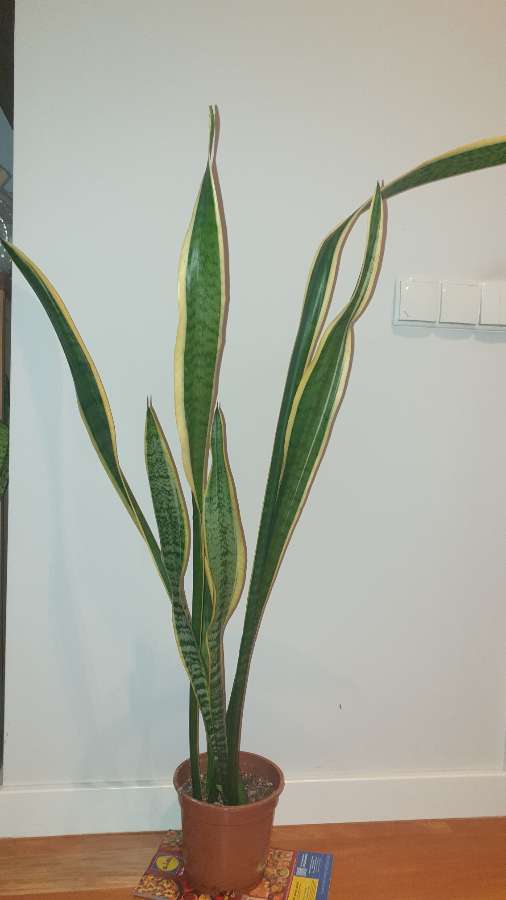 Sansewieria, sansa, wężownica, duża wysokość 130cm 3