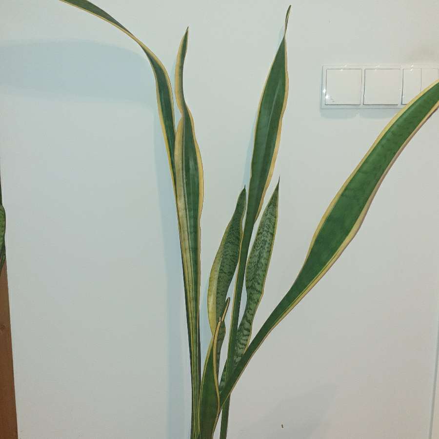 Sansewieria, sansa, wężownica, duża wysokość 130cm