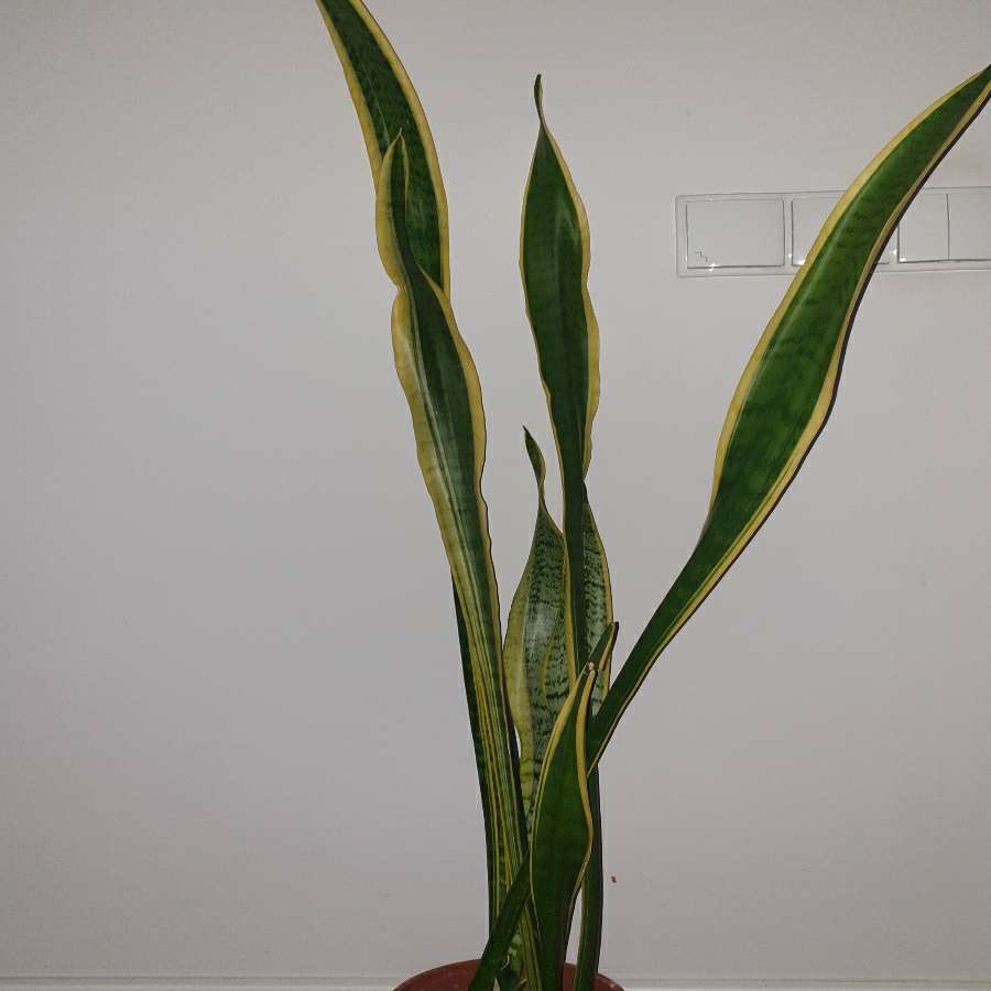 Sansewieria, sansa, wężownica, duża wysokość 130cm