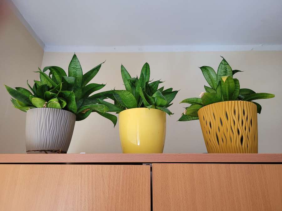 sansewieria, aloes, grudnik 4