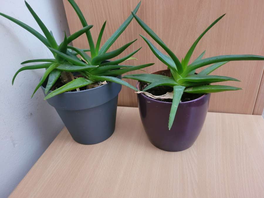 sansewieria, aloes, grudnik 3