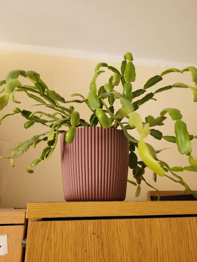 sansewieria, aloes, grudnik 2