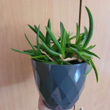 sansewieria, aloes, grudnik