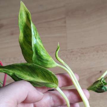 Epipremnum shangri la variegata