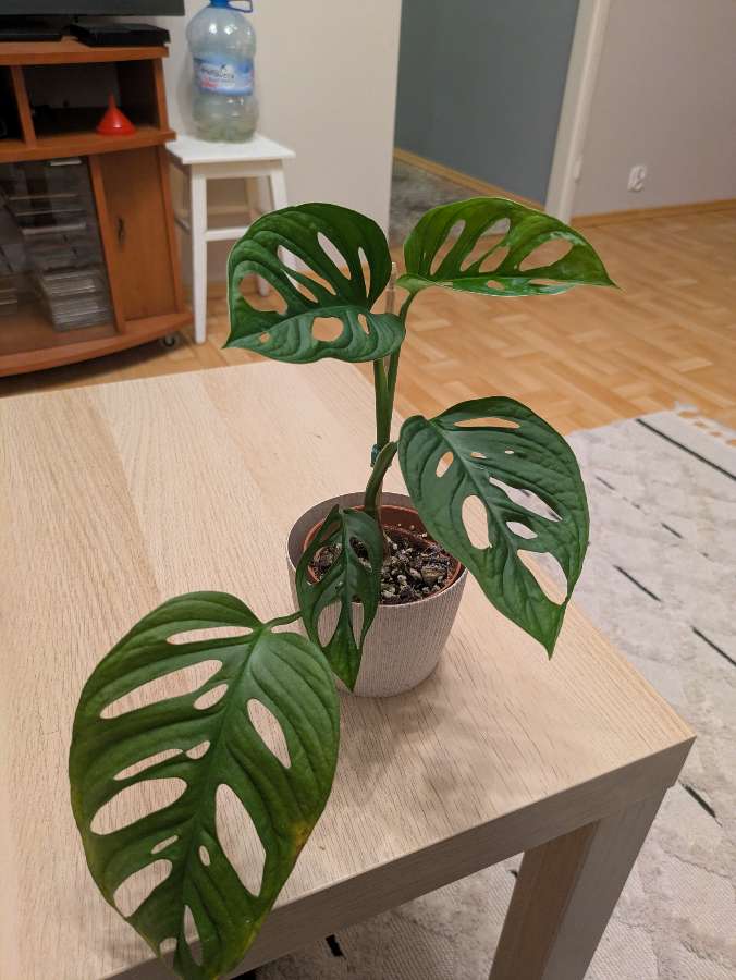 Monstera Monkey Mask 2