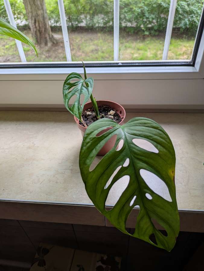 Monstera Monkey Mask 2