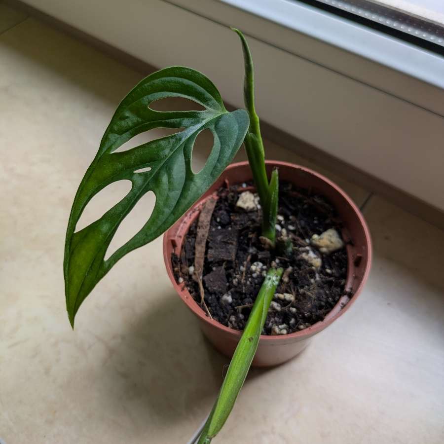 Monstera Monkey Mask