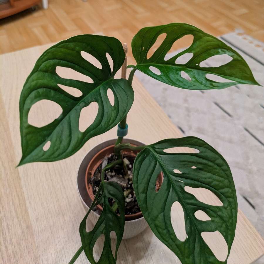 Monstera Monkey Mask