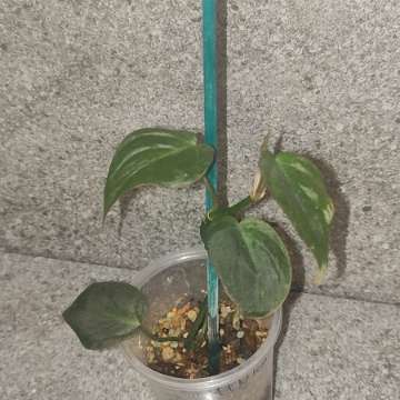 Philodendron micas