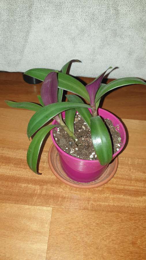 Reo meksykańskie  3