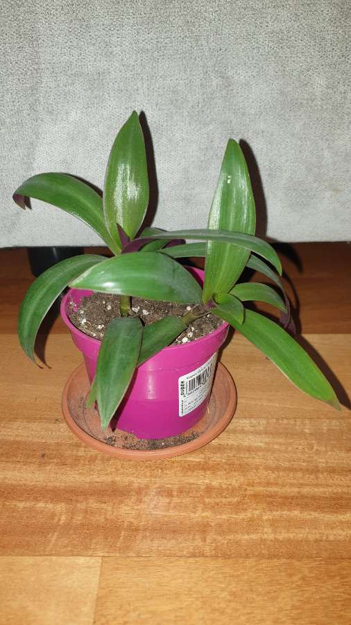 Reo meksykańskie  2