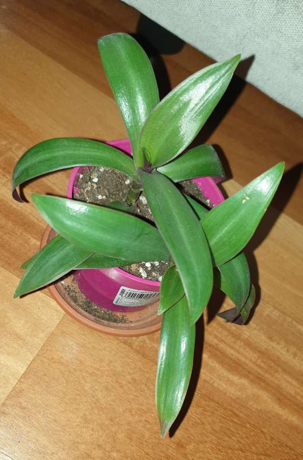 Reo meksykańskie  4