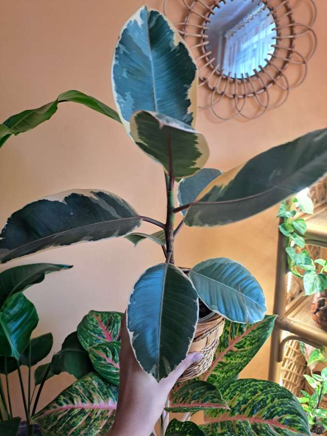 Ficus Elastica Belize 3