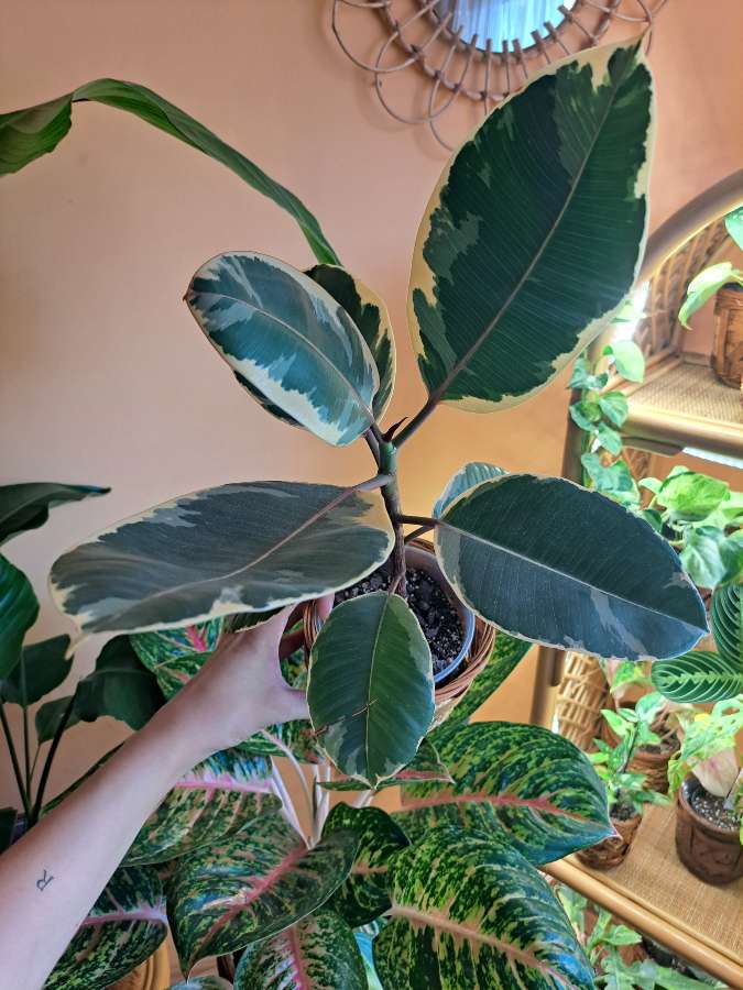 Ficus Elastica Belize 2