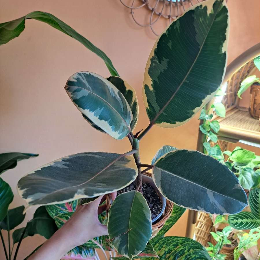 Ficus Elastica Belize