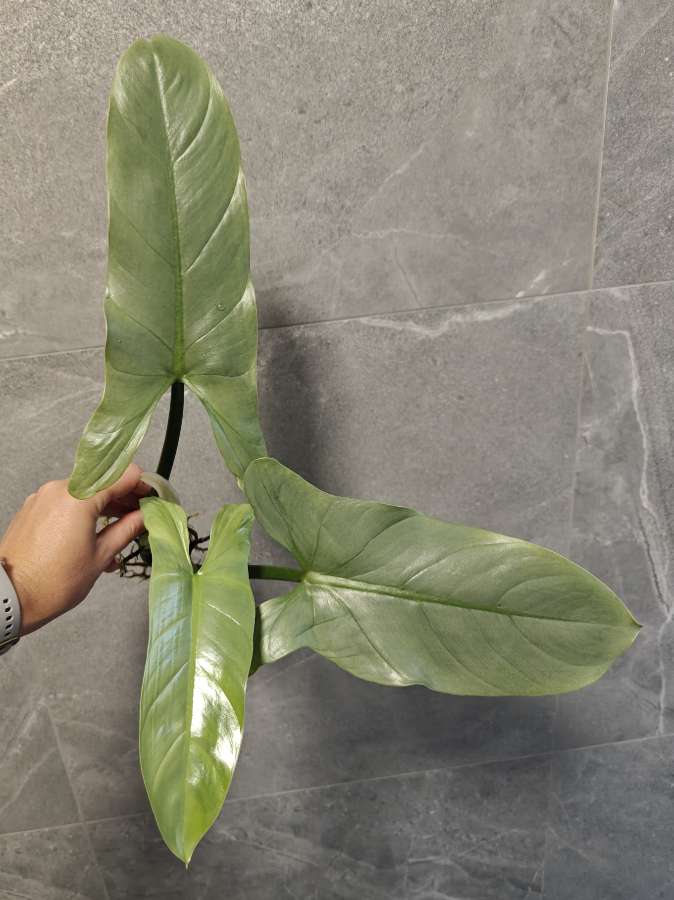 Philodendron hastatum Silver Queen Filodendron 3