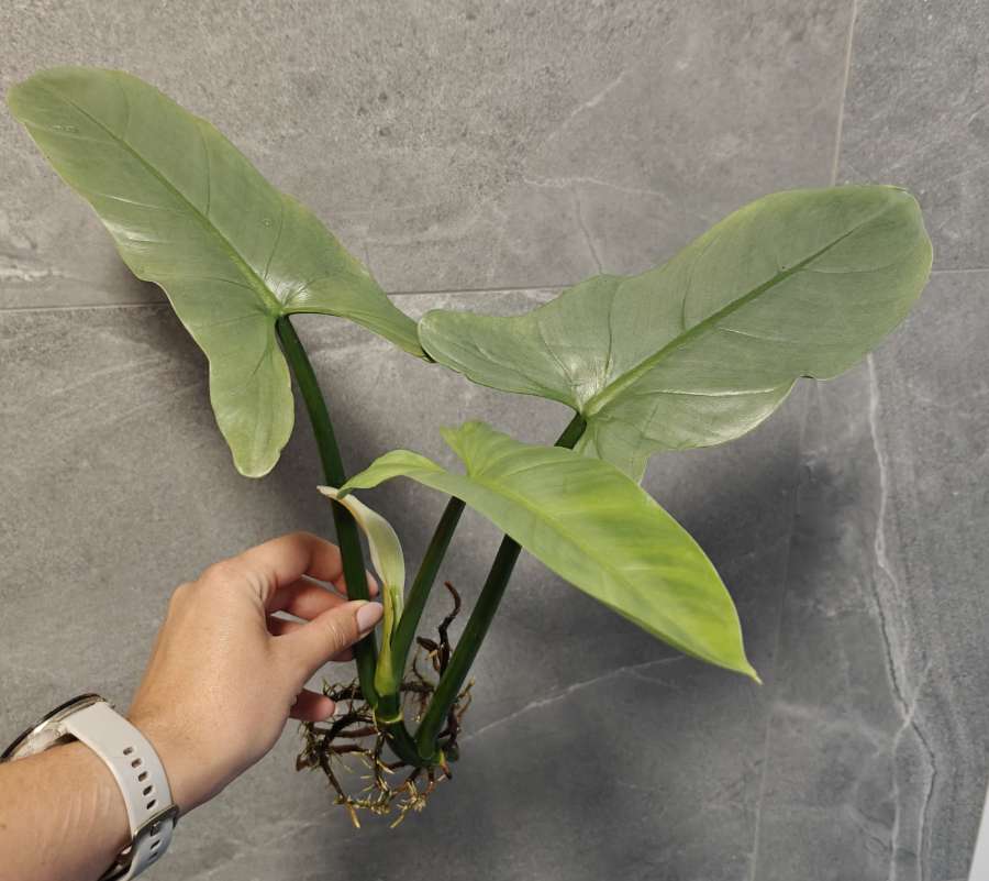 Philodendron hastatum Silver Queen Filodendron 2