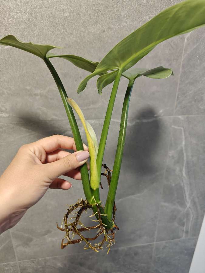 Philodendron hastatum Silver Queen Filodendron 4