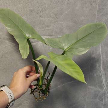 Philodendron hastatum Silver Queen Filodendron