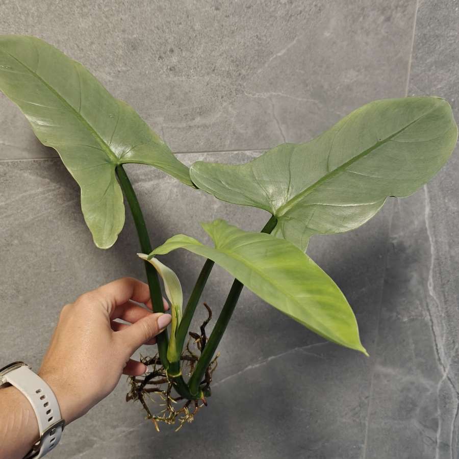 Philodendron hastatum Silver Queen Filodendron