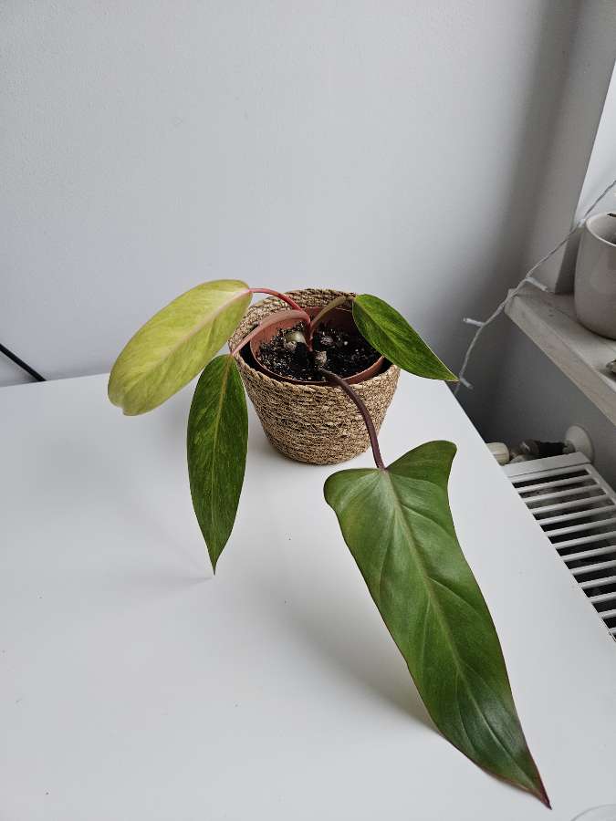 Philodendron Painted Lady 2