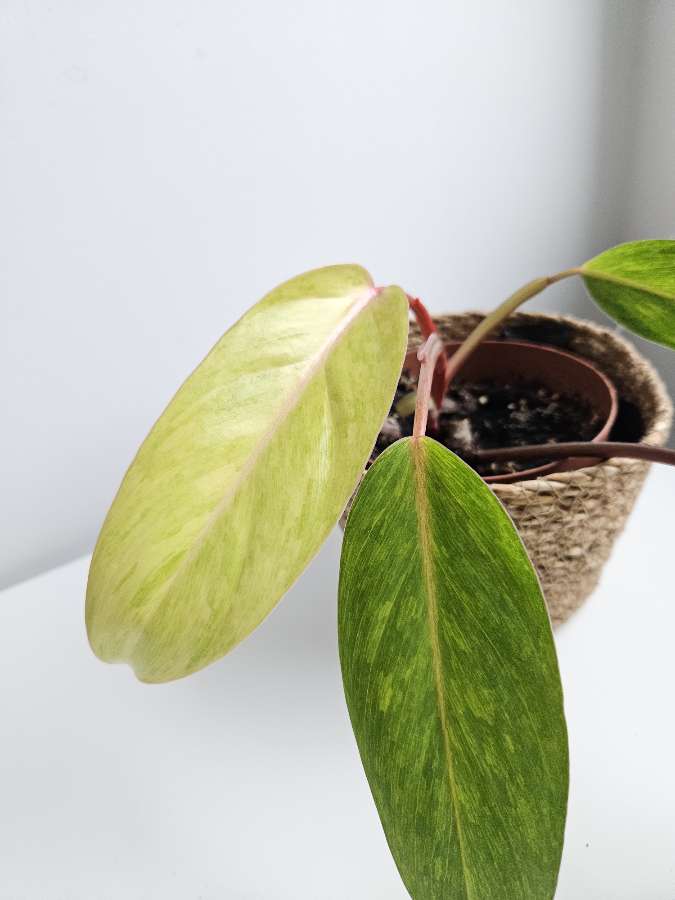 Philodendron Painted Lady 3