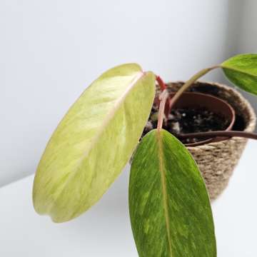 Philodendron Painted Lady