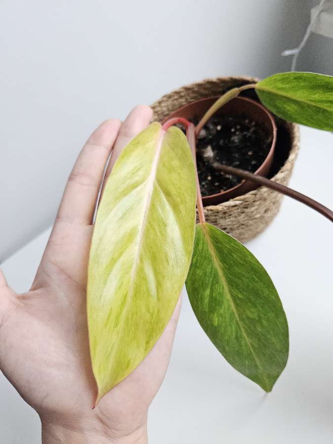Philodendron Painted Lady 4