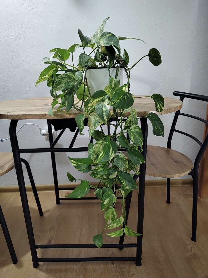 Epipremnum złociste 2