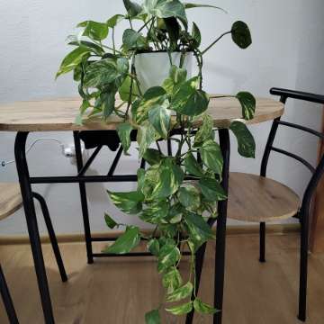 Epipremnum złociste