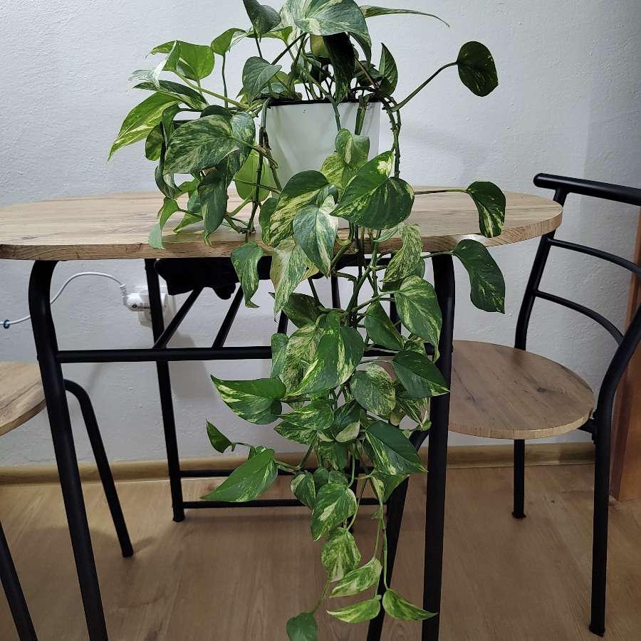 Epipremnum złociste