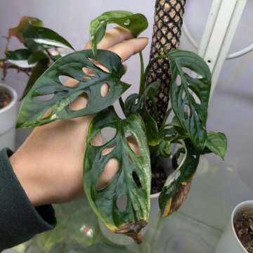 Monstera adansonii variegata