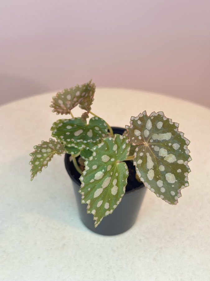 Chlorostica x Negrosensis #5 2