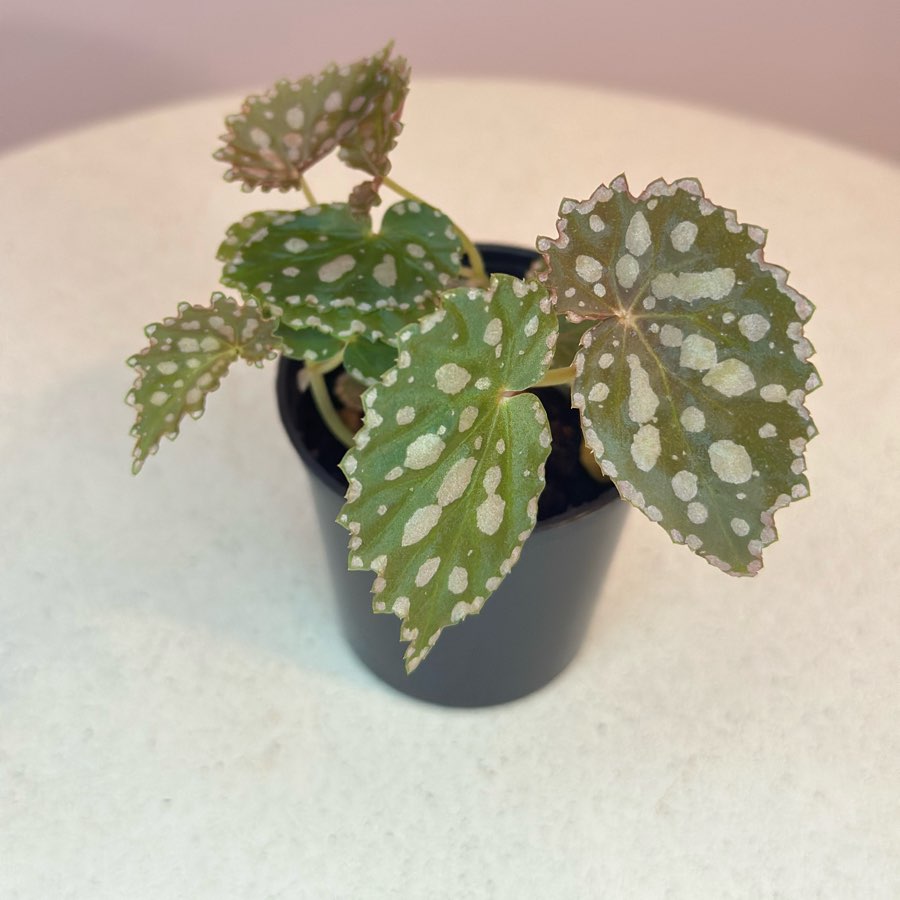 Chlorostica x Negrosensis #5