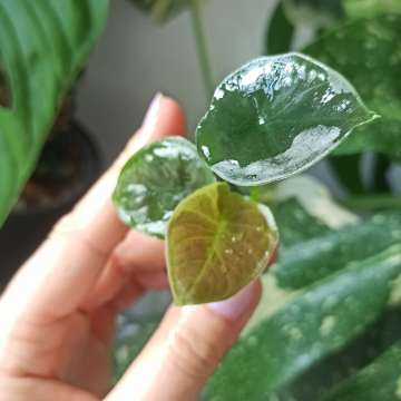 Alocasia Infernalis Black Magic