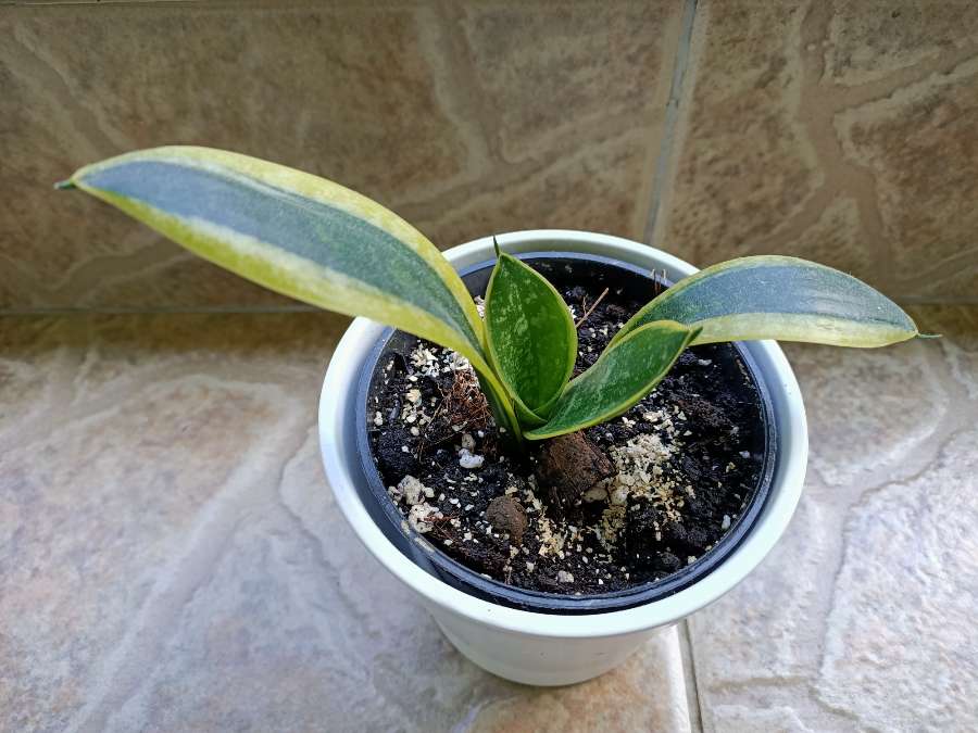 Sansevieria 2